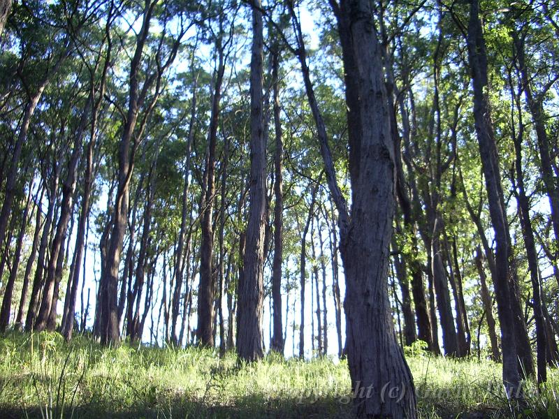 Forests near Sassafras IMGP1101.JPG